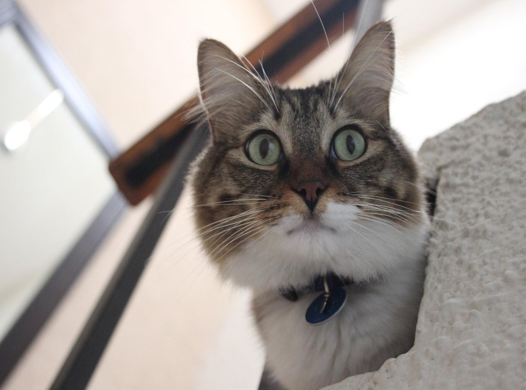 Actionable Steps to Protect Yourself on Telegram