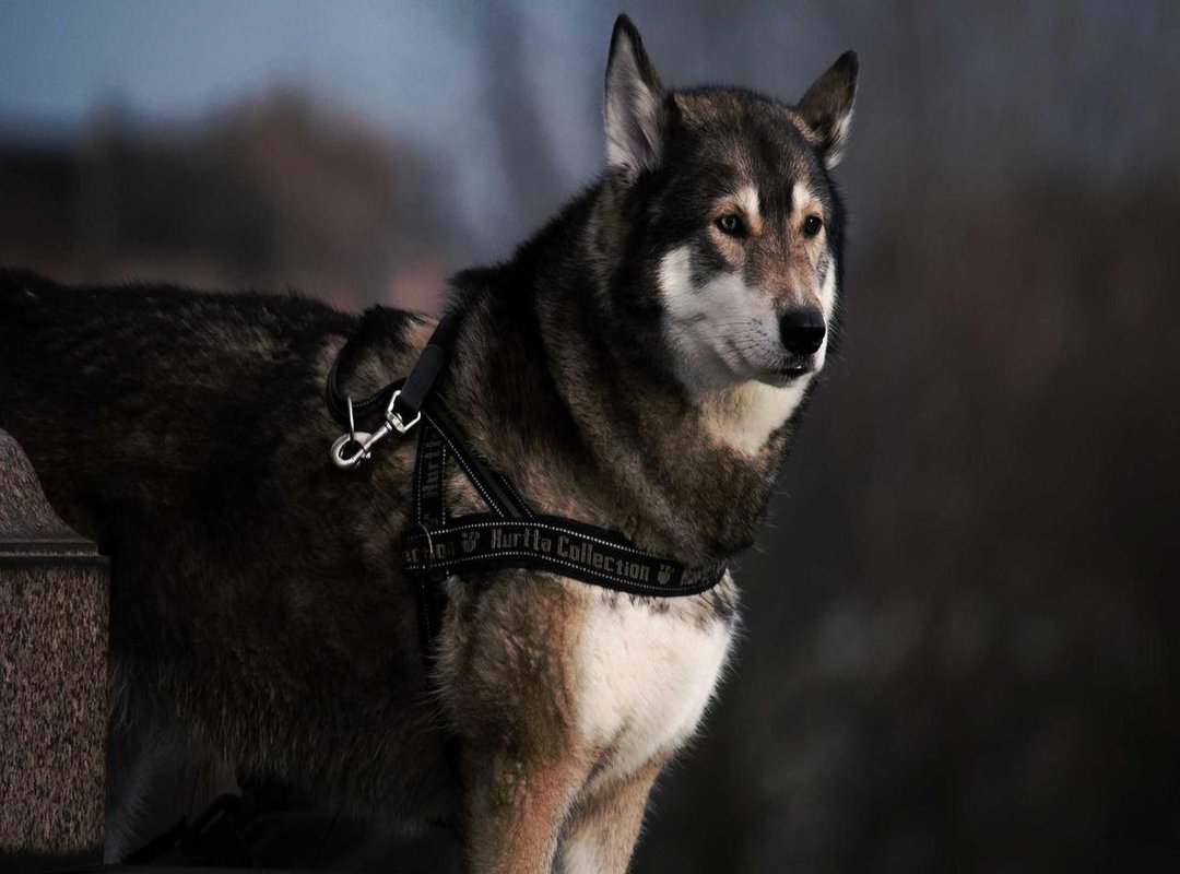 Why Top Competitors Use This Method: The Core Benefits